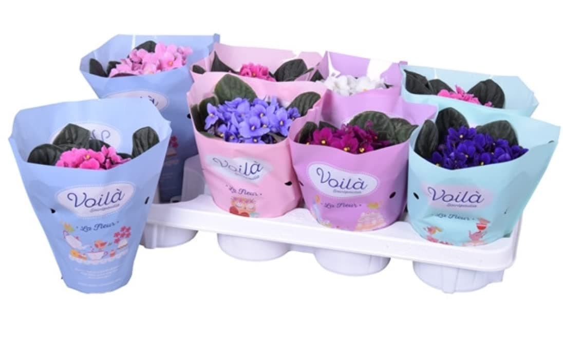 3 x African Violet Saintpaulia Flowering Random Colors Indoor Plants Mix Colours in 12cm pots