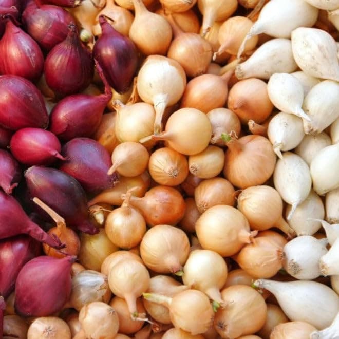 TomorrowSeeds - 3 Colors Mix Onion Sets (Bulbs) - 1 Pound (~100 Sets) - Fresh Crop, Stored Cold, for 2026 Planting Yellow, Red, White, Excellent Storage Noon Intermediate Intermediate Day
