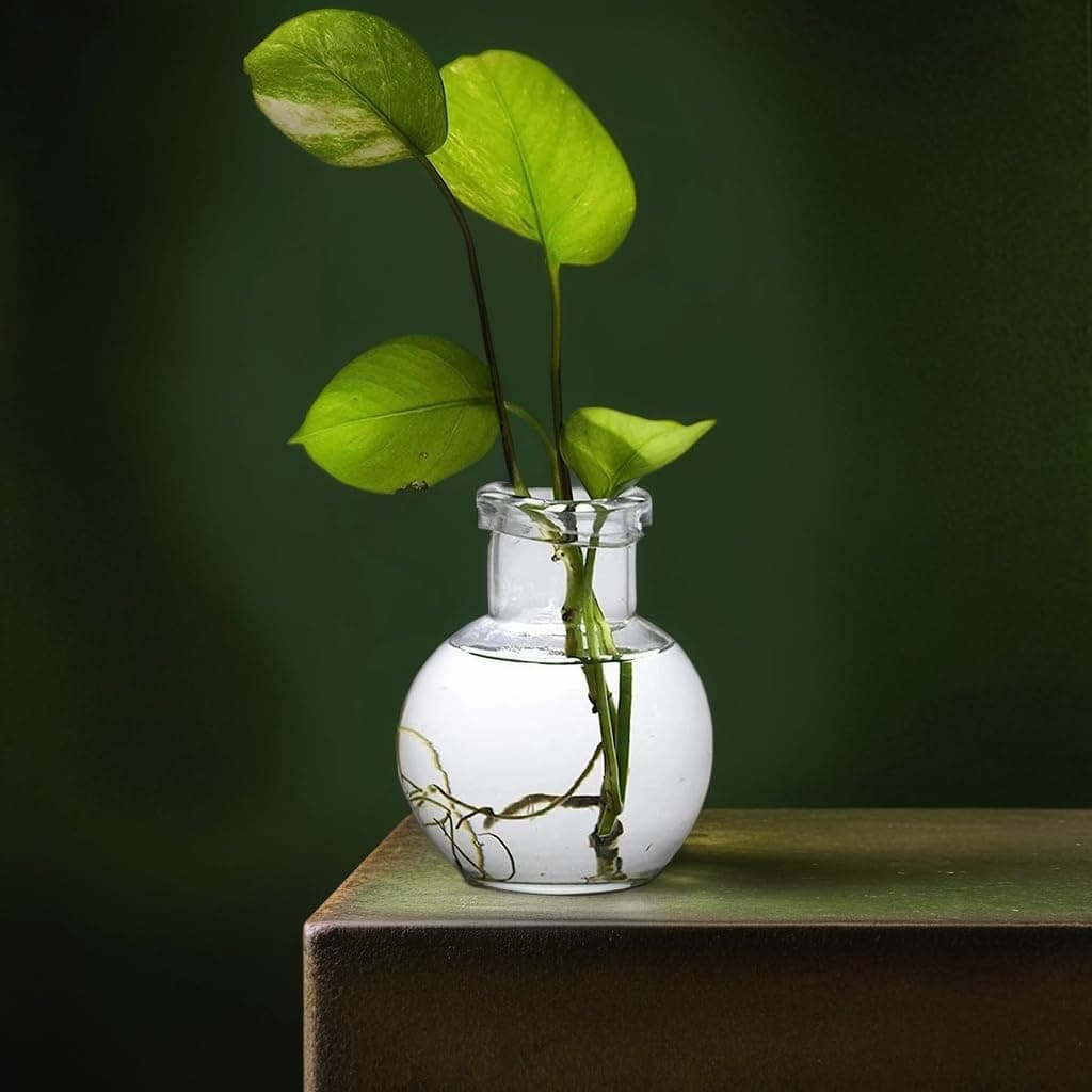 4.7 Inch Ball Shaped Round Glass Vase | for Money Plant | Lucky Bamboo Plant | Elegant Vase | Flower Pot | 12X10 cm, Clear