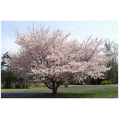 Spring Blow 2 Live Dwarf Japanese Yoshino Chery Tree Fresh Plant