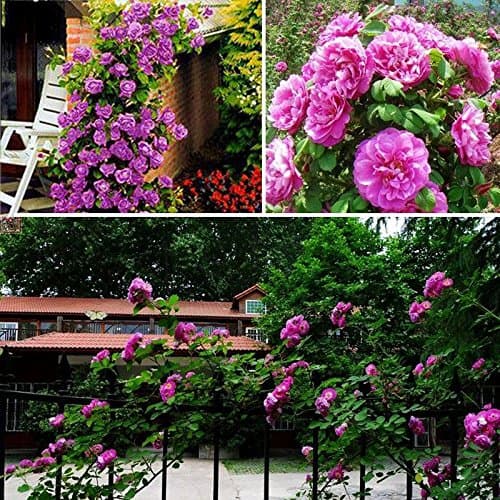 100PCS Climbing Rose Seeds Rosa Multiflora Perennial Fragrant Flower New Purple