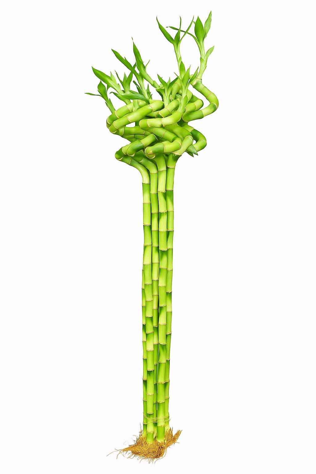 Pots & Plants Spiral Dancing Lucky Bamboo | 60cm, 6 Sticks with Growth Booster | Air-Purifying Indoor Plant for Home, Office & Gift | Feng ShuiVastu Plant for Good Luck & Positive Energy