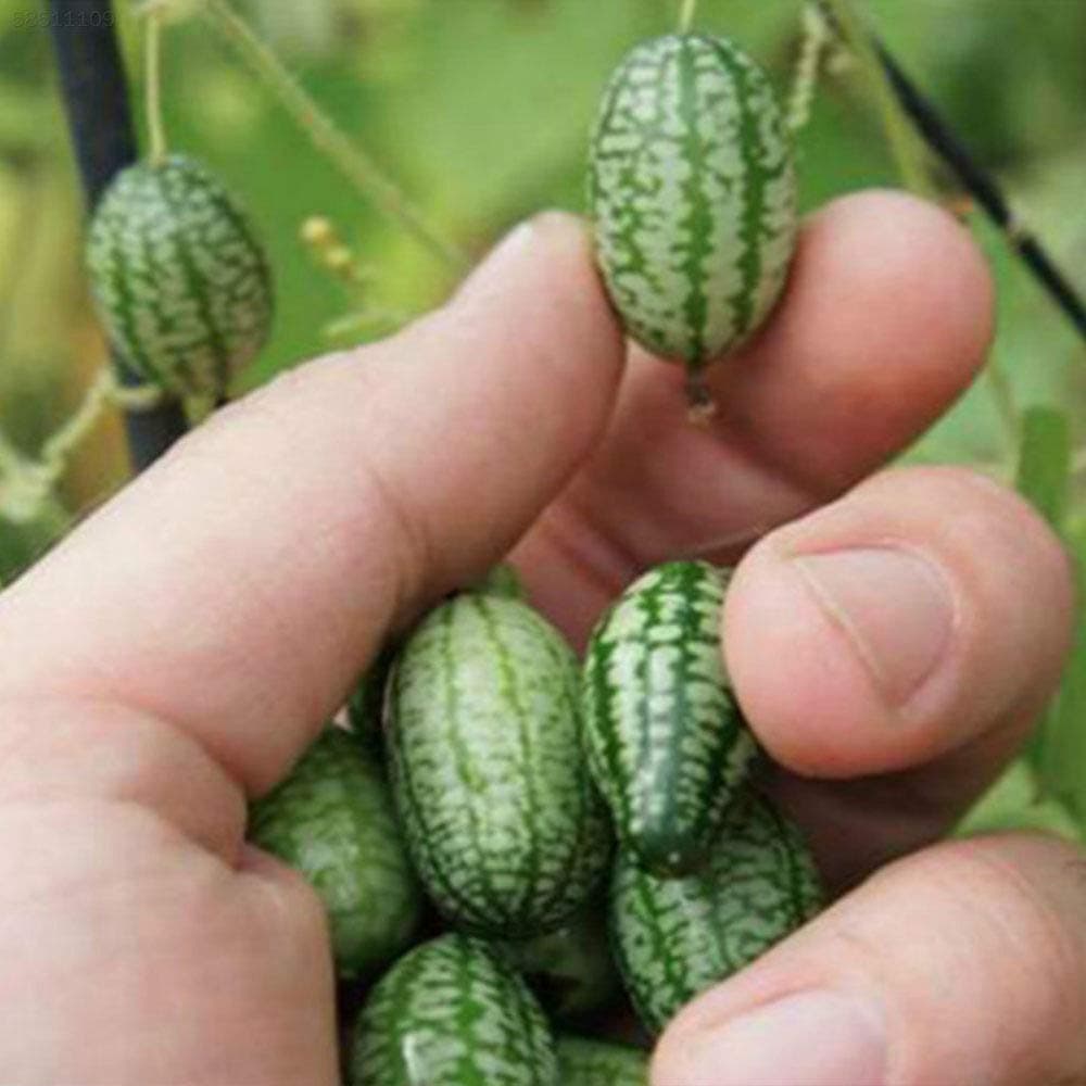 ScoutSeed C21C Home Miniature Cucamelon Seeds New 5 * 5 * 1cm Brown Gardeing Red Fruit Bonsai