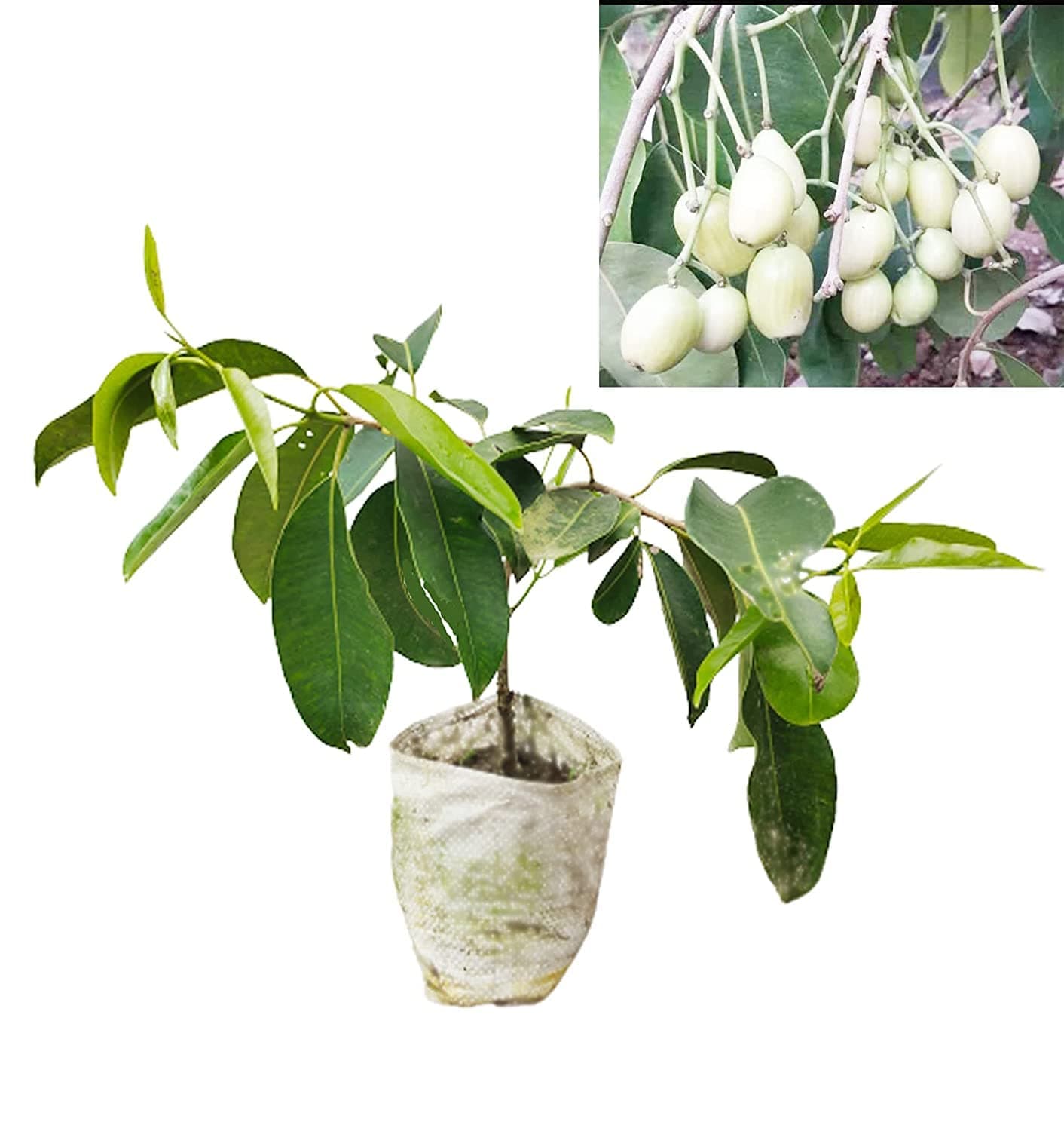 Healthy Vibe With Green Jamun Grafted Fruit Plants Dwarf White jamun Plants