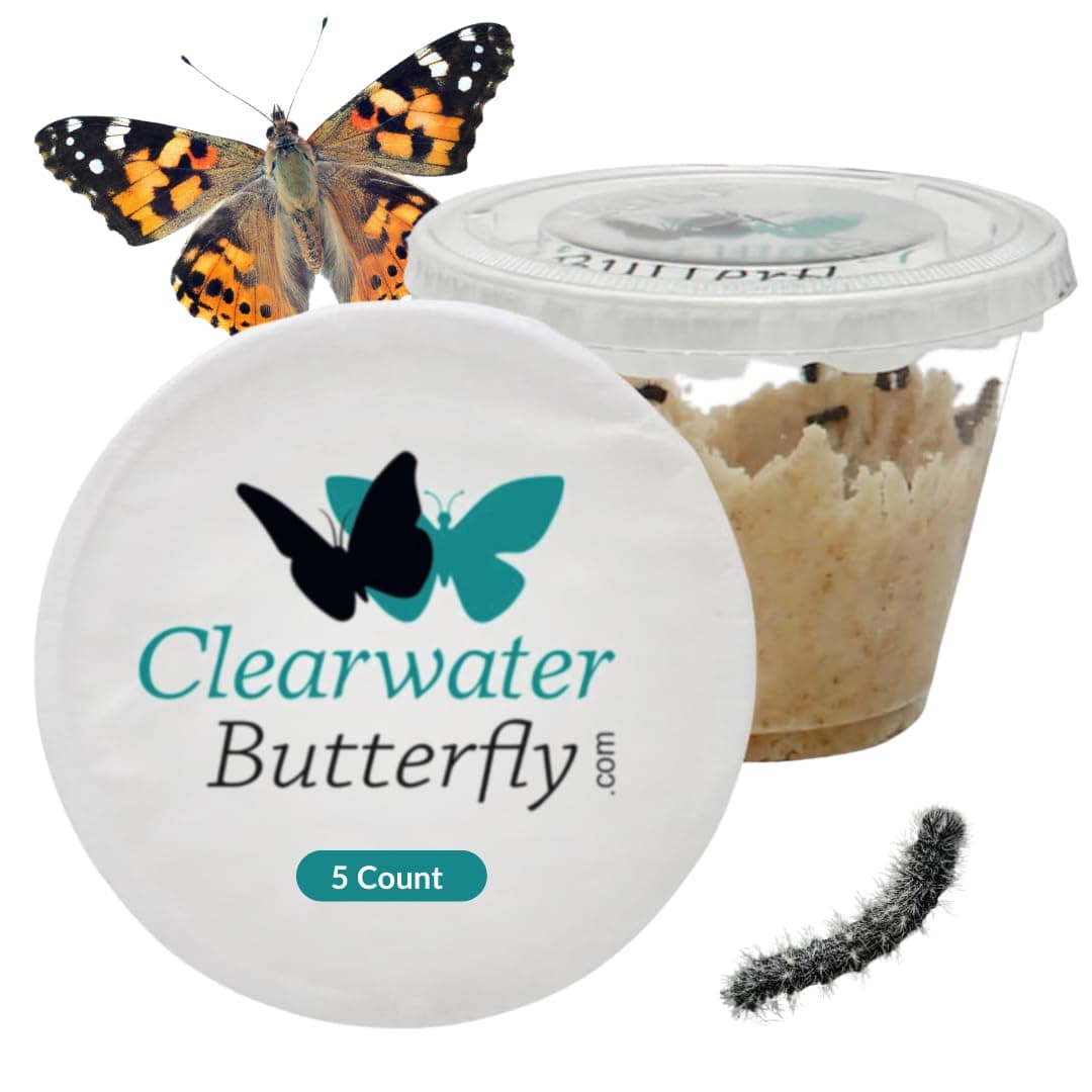Clearwater Butterfly Live Painted Lady Butterflies - 5 Live Caterpillars - Live Caterpillars to Butterflies - Caterpillars for Butterfly Kit - Mesh Cage Not Included - Live Butterfly Kit - 5 Count