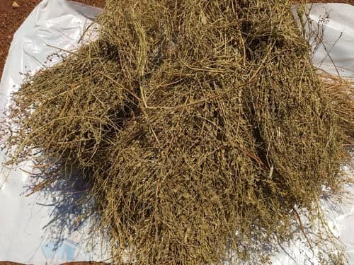 HERBALISM Dried Bhumi Amla Bhoomi Amla Phyllanthus Niruri 250gram