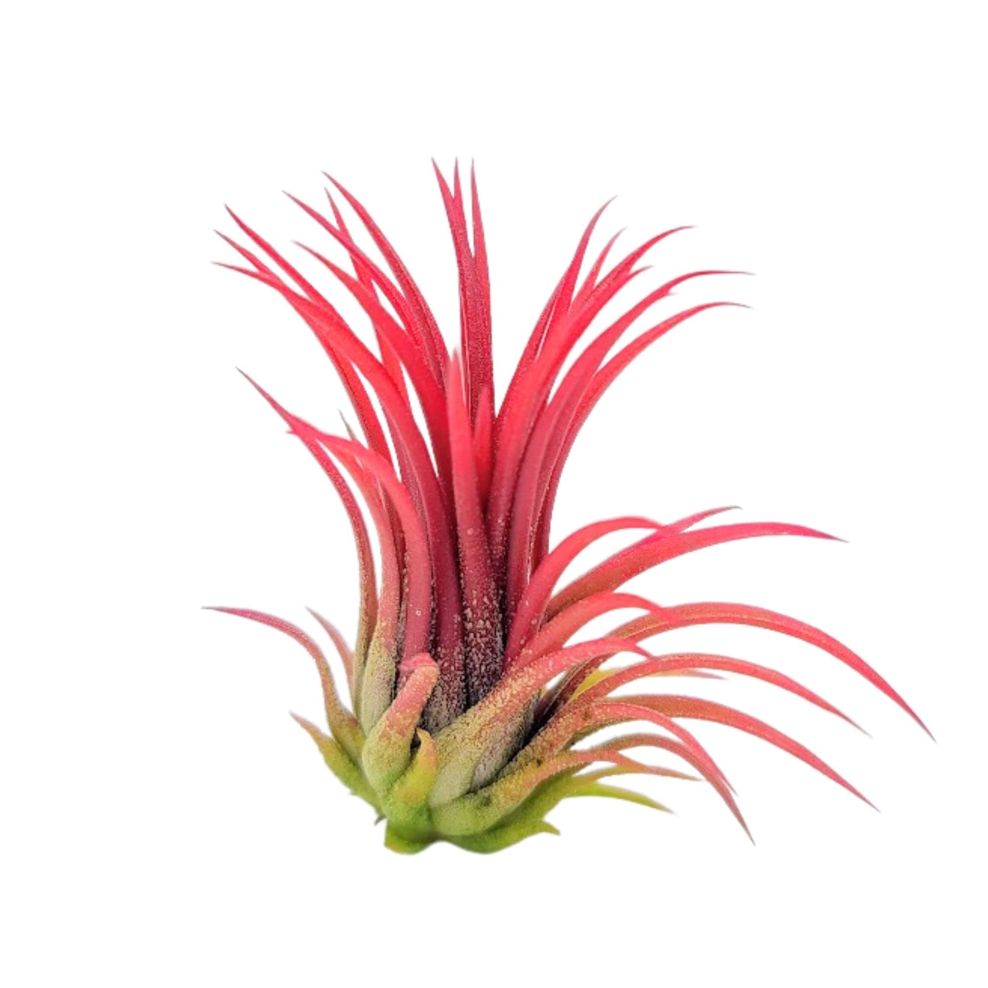 The Drunken Gnome Small Air Plants - 1 Ionantha Fuego - 1 to 2 Inch Air Plant - Color & Form Varies by Season - 30 Day Guarantee on Tillandsia from (One Size 1-2") (1)