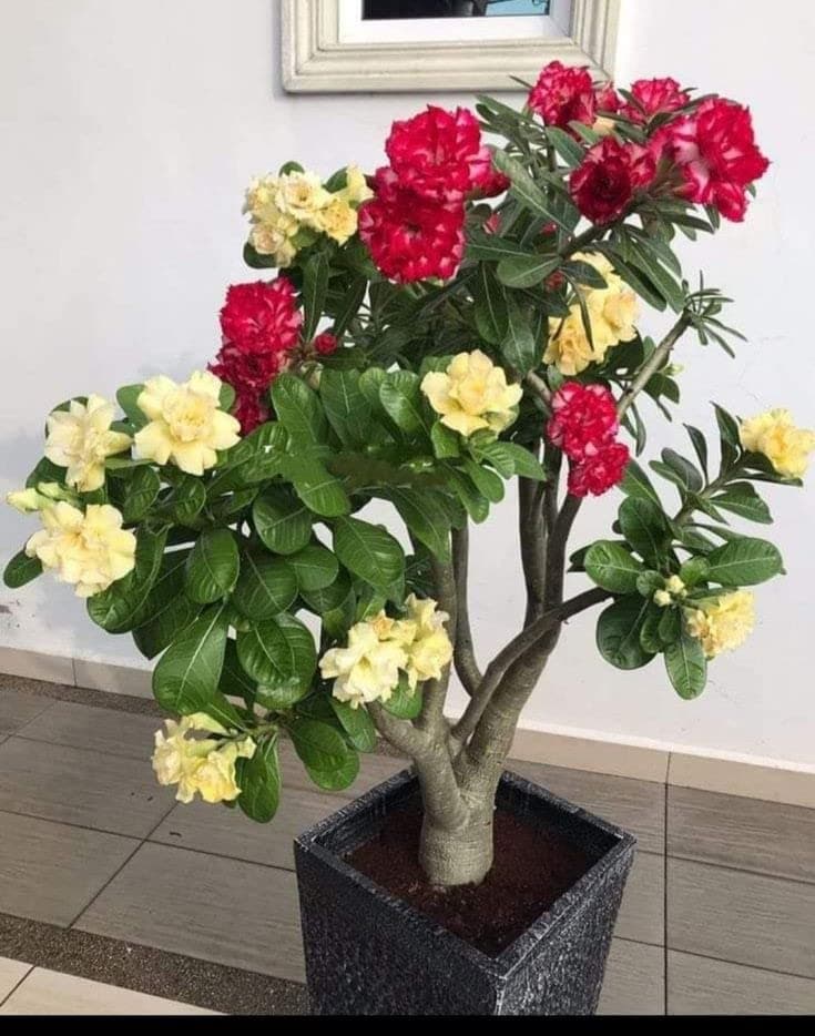 Mphmi Live Plants Nursery Garden Adenium Celona Double - Plant