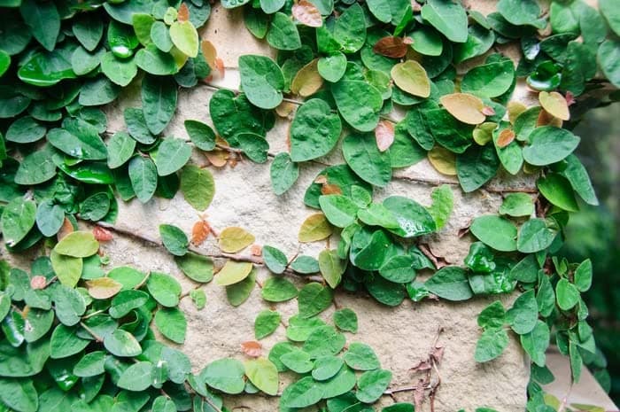 Creeping fig ivy plant (Ficus pumila)