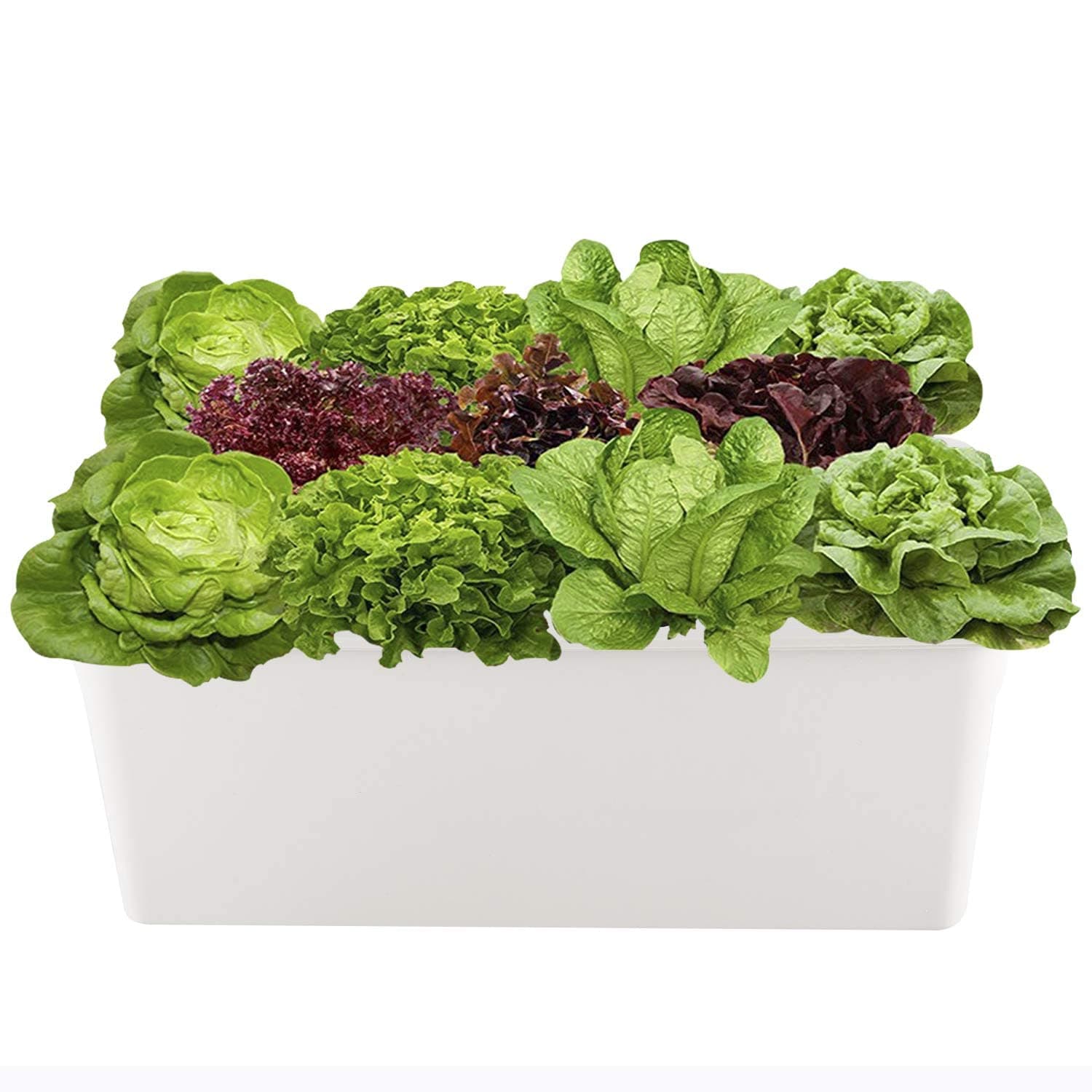 Artilife Hydroponic System Growing Kit,11 Sites Bucket with Air Pump,Bubble Stone and Planting Sponges - Complete Hydroponics Indoor Herb Garden Starter Kit for Kitchen