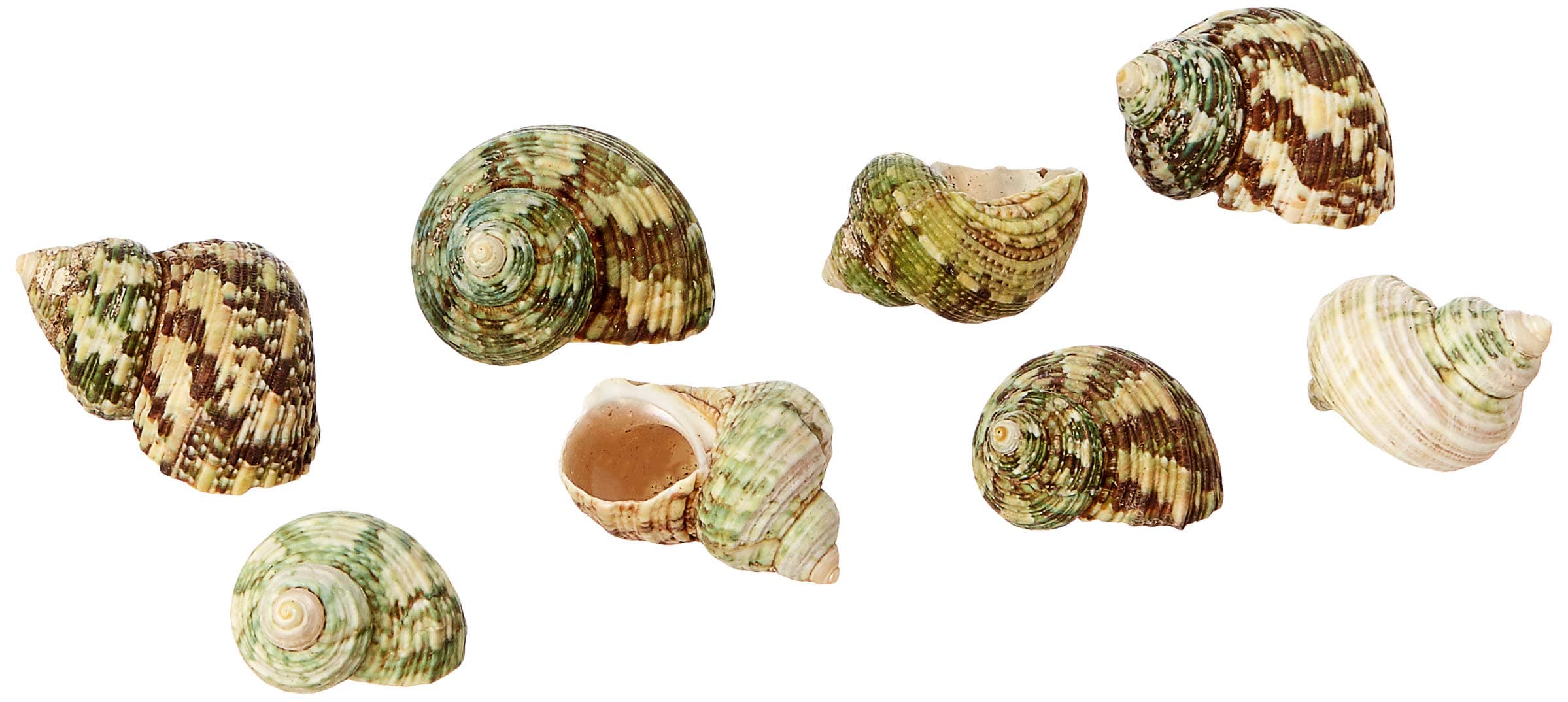 CHOOSTIX Aquachoo Aquarium Decor, Ornaments, Natural Sea Shells, Green Turbo, Small, 90 g