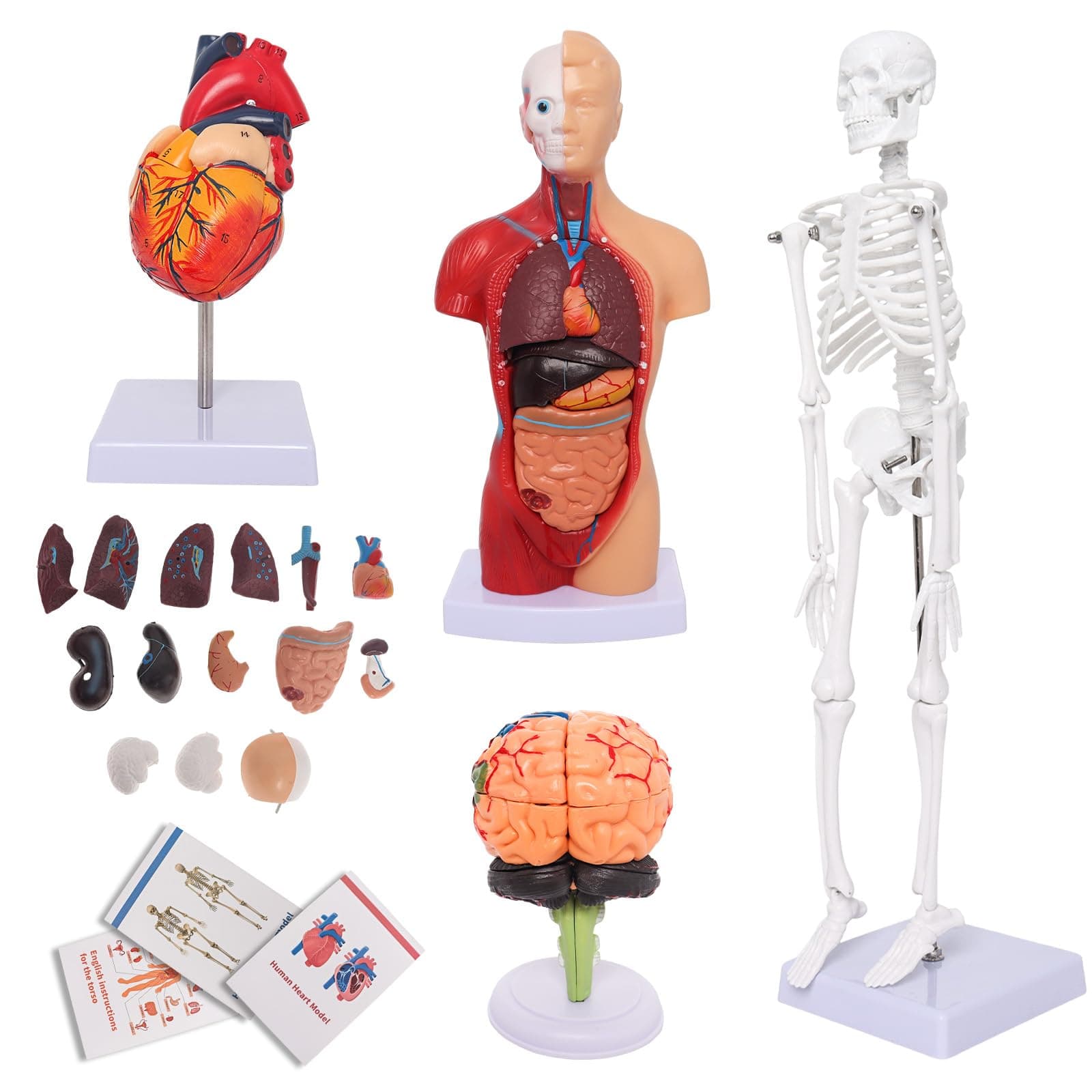 Wadoy Human Anatomy Models Bundle Set, Brain, Human Torso Body, Heart, Skeleton model, Anatomy Models for Physiology Students, Medical Teaching Models for Classroom