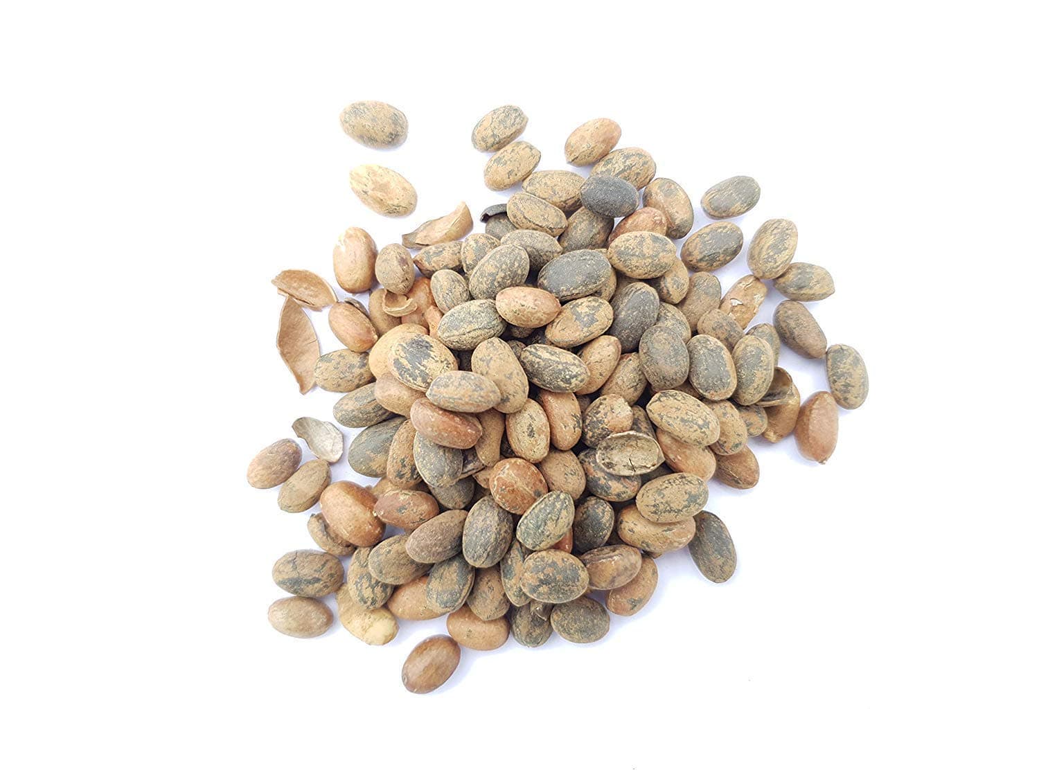 Natural Jamalgota Seeds (Croton Seed) - Herbal Remedy for Digestive Health Support And Gastrointestinal Disorders, Constipation Relief | Pure Croton Tiglium Seed for Natural Wellness (50 Gm)