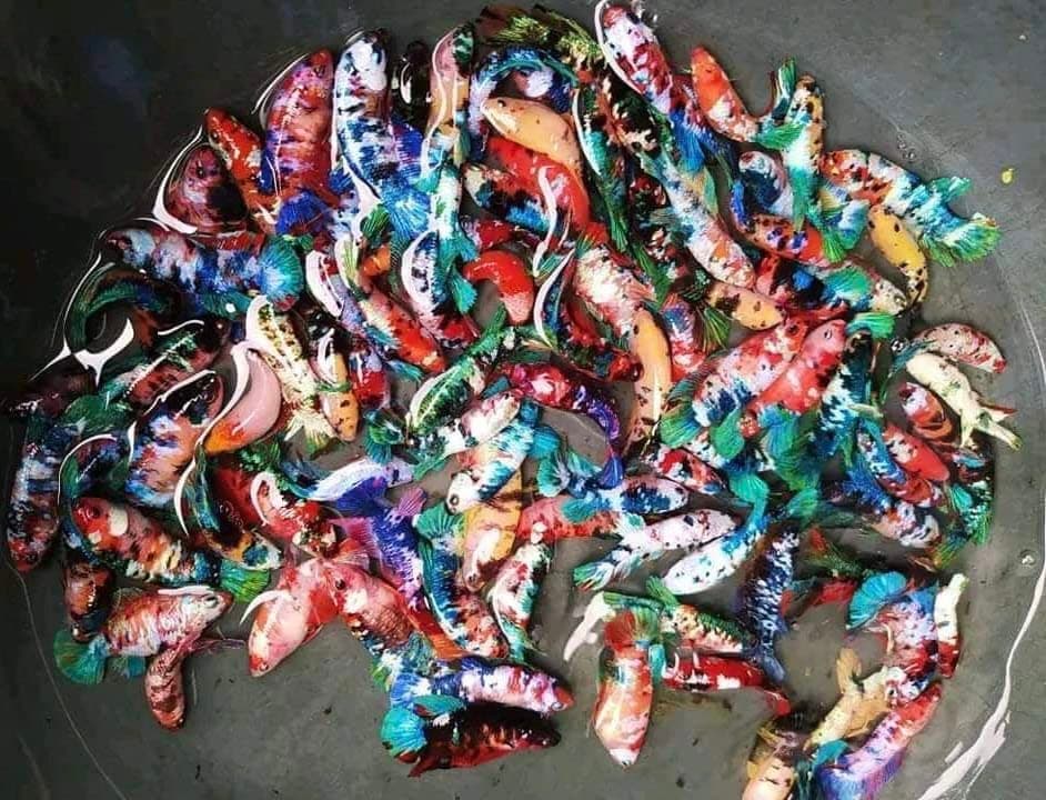 D&A Tropical Koi Galaxy Betta - Assorted Color, Female, Freshwater - Perfect for Pond, Tank, or Aquarium