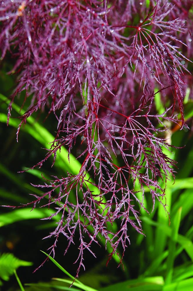 Red Filigree Lace Weeping Japanese Maple - Finest Leaves of All Japanese MapleS - 2 Year Live Plant