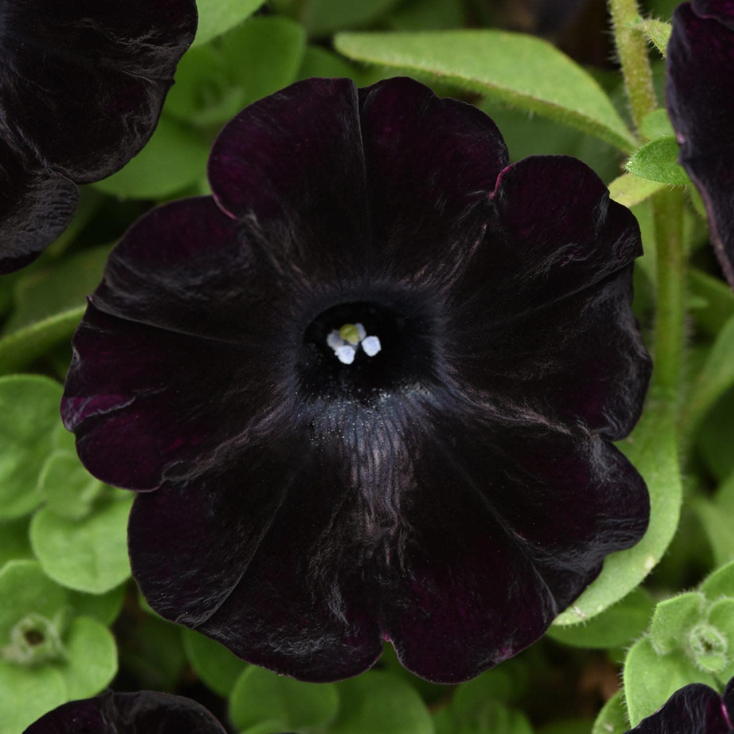 Black Petunia Seeds for Planting - 350+ Petunia Flowers Seeds Garden Hanging Baskets Flowers Annual Petunia Plant Seeds
