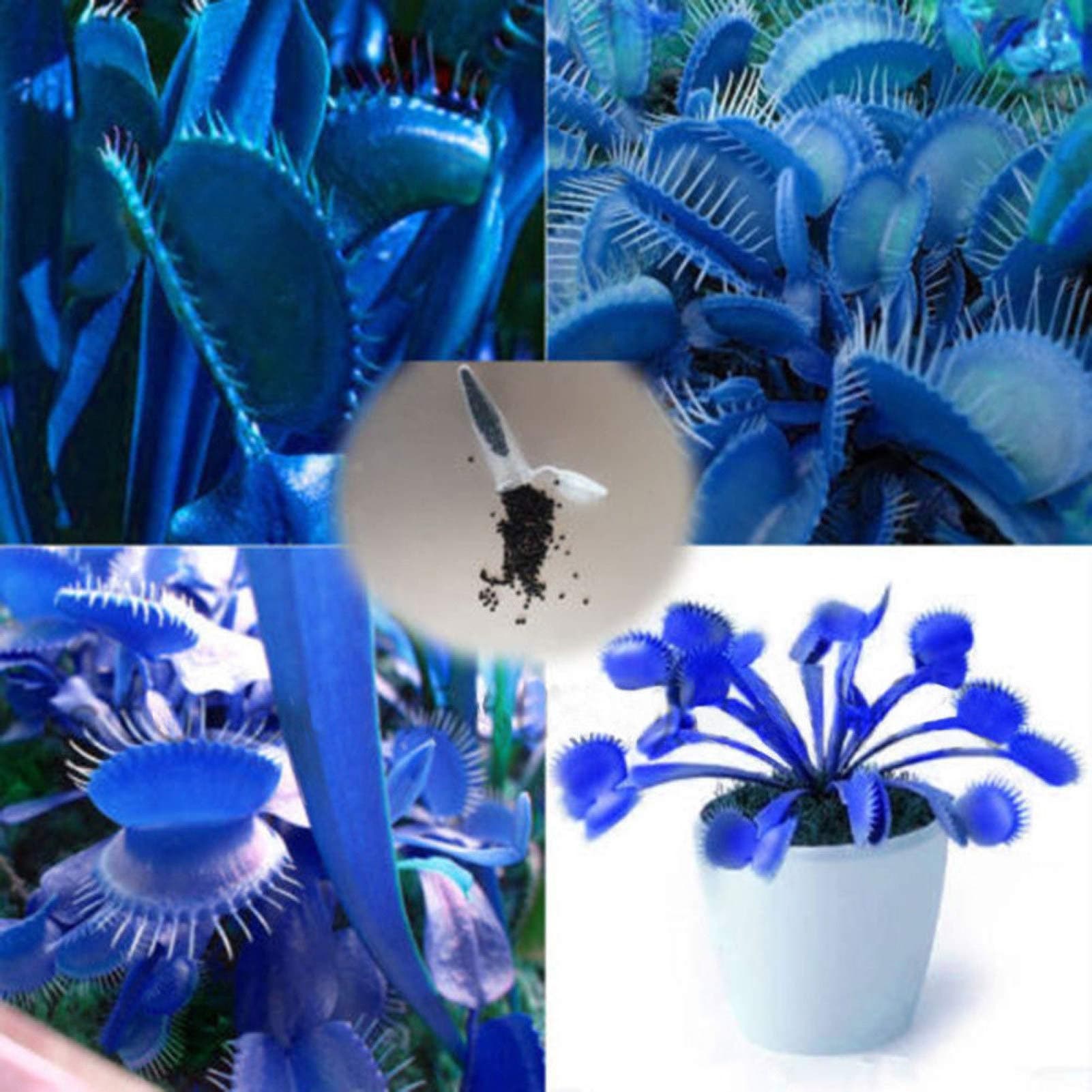 yanbirdfx Green Garden Flower Plants-100 Pcs Blue Dionaea Muscipula Giant Flytrap Seeds Garden Decor Plants