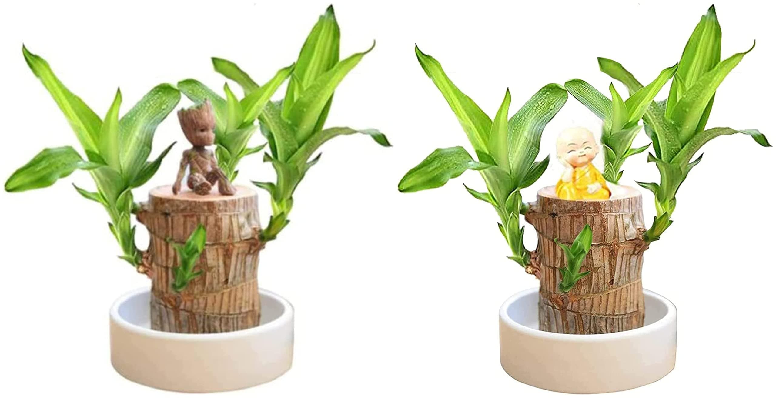 2022 Mini Brazilian Lucky Wood, Hydroponic Potted Stump Mini Plant, Indoor Office Desk Plant, Purifying Indoor Air Four Seasons Potted Plant (Brazilian Wood+Doll+Brazilian Wood+Monk)