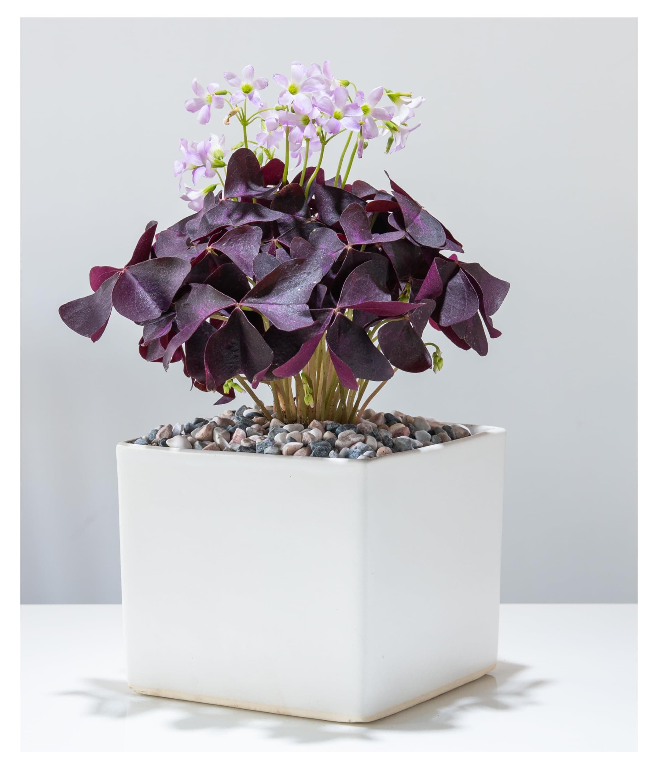 10 x Oxalis Triangularis Bulbs – Purple Shamrock Summer Flowering Houseplant Corms for Pots & Containers - Oliwier’s Bulbs