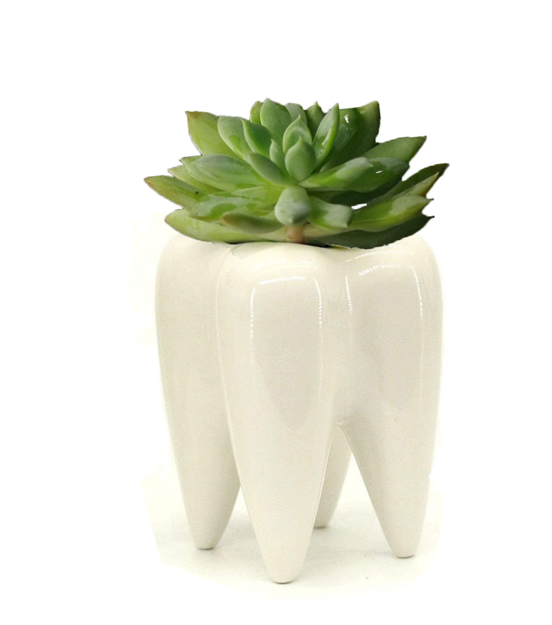 MONMOB Creative Pen Pencil Brush Holder Pot Stylish Storage Container Desk Organizer Decoration Accessories Succulent Plant Office School Gift (ceramic tooth)