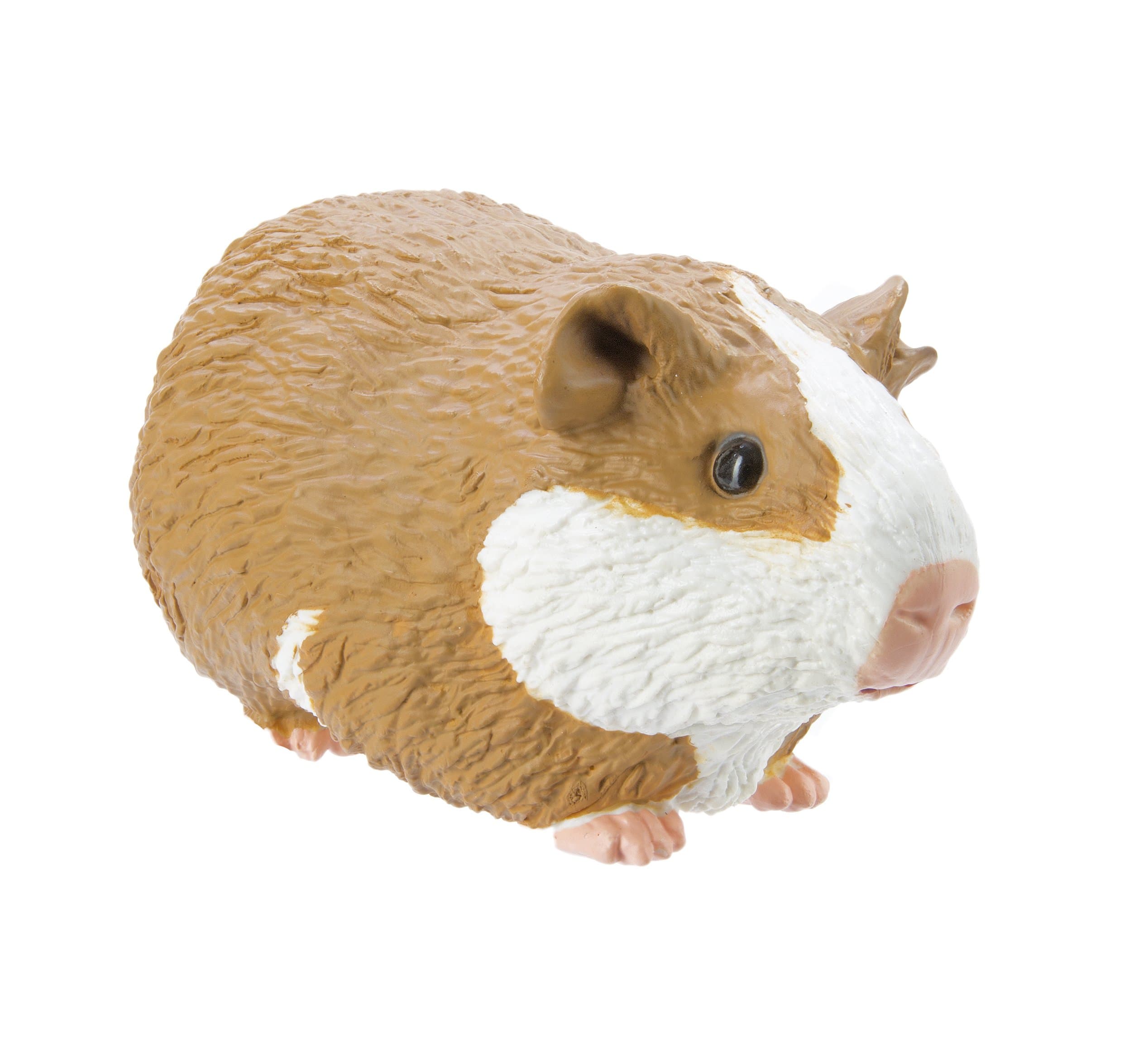 Guinea Pig