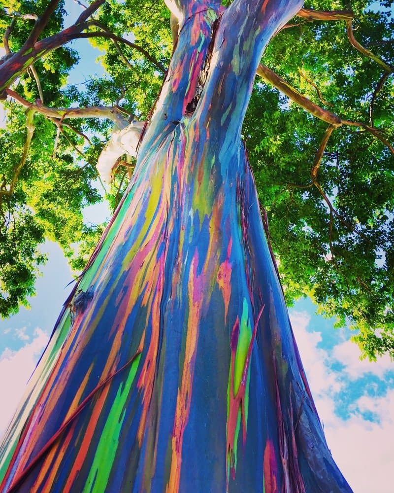 Rainbow Eucalyptus 10 Seeds (Eucalyptus deglupta) Nature's miracle, Garden/Bonsai