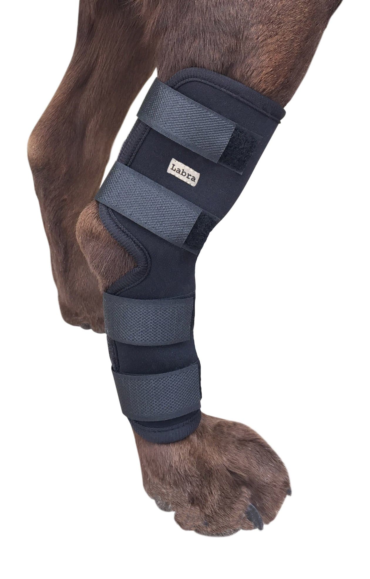 Labra (Small) - Co. Dog Canine Rear Leg Hock Joint Wrap Protects Wounds as they Heal Compression Brace Heals and Prevents Injuries and Sprains Helps with Loss of Stability caused by Arthritis