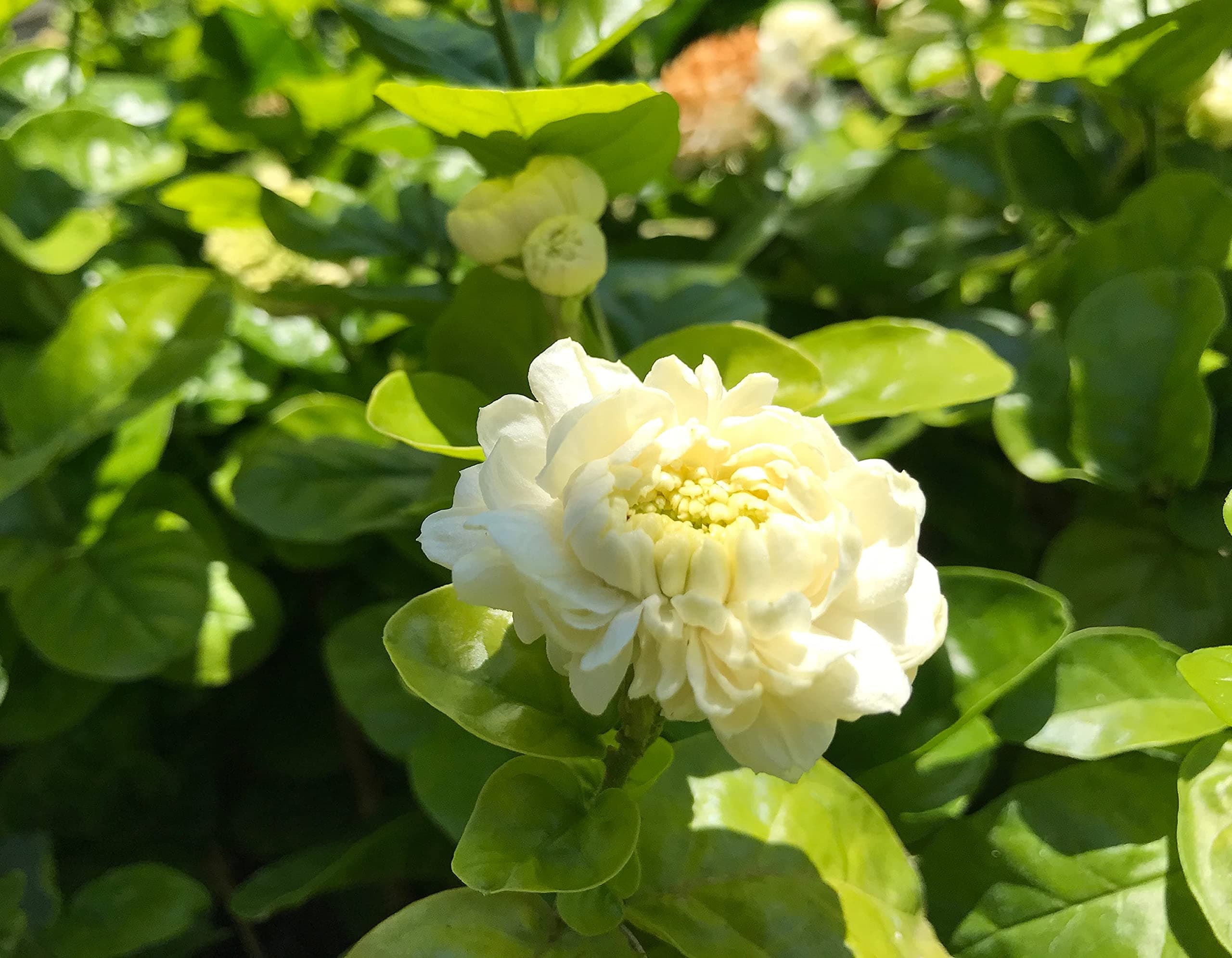 Grand Duke of Tuscany ~ jasminum sambac Jasmine ~ Live plannt 392065