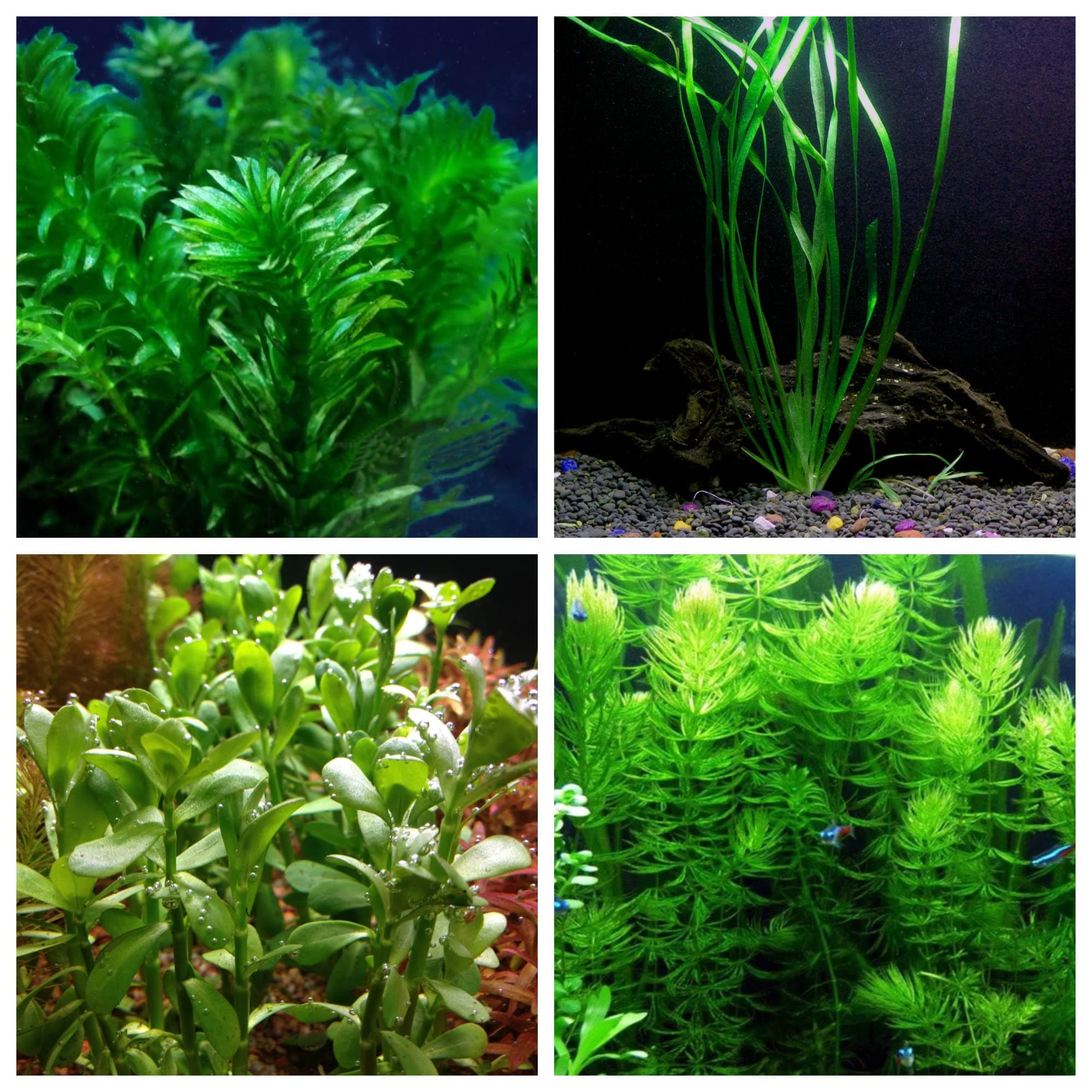 Oxygenating Plants Pack for Live Ponds or Aquariums (Small - 10 Bunches)
