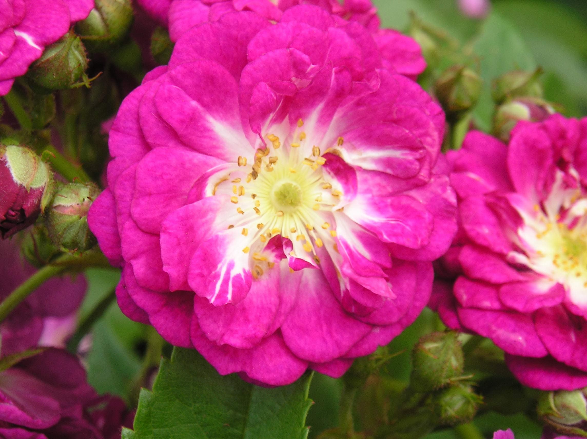 Perennial Blue - 5.5lt Potted Rambling Garden Rose - Fragrant Purple/Lilac Blooms