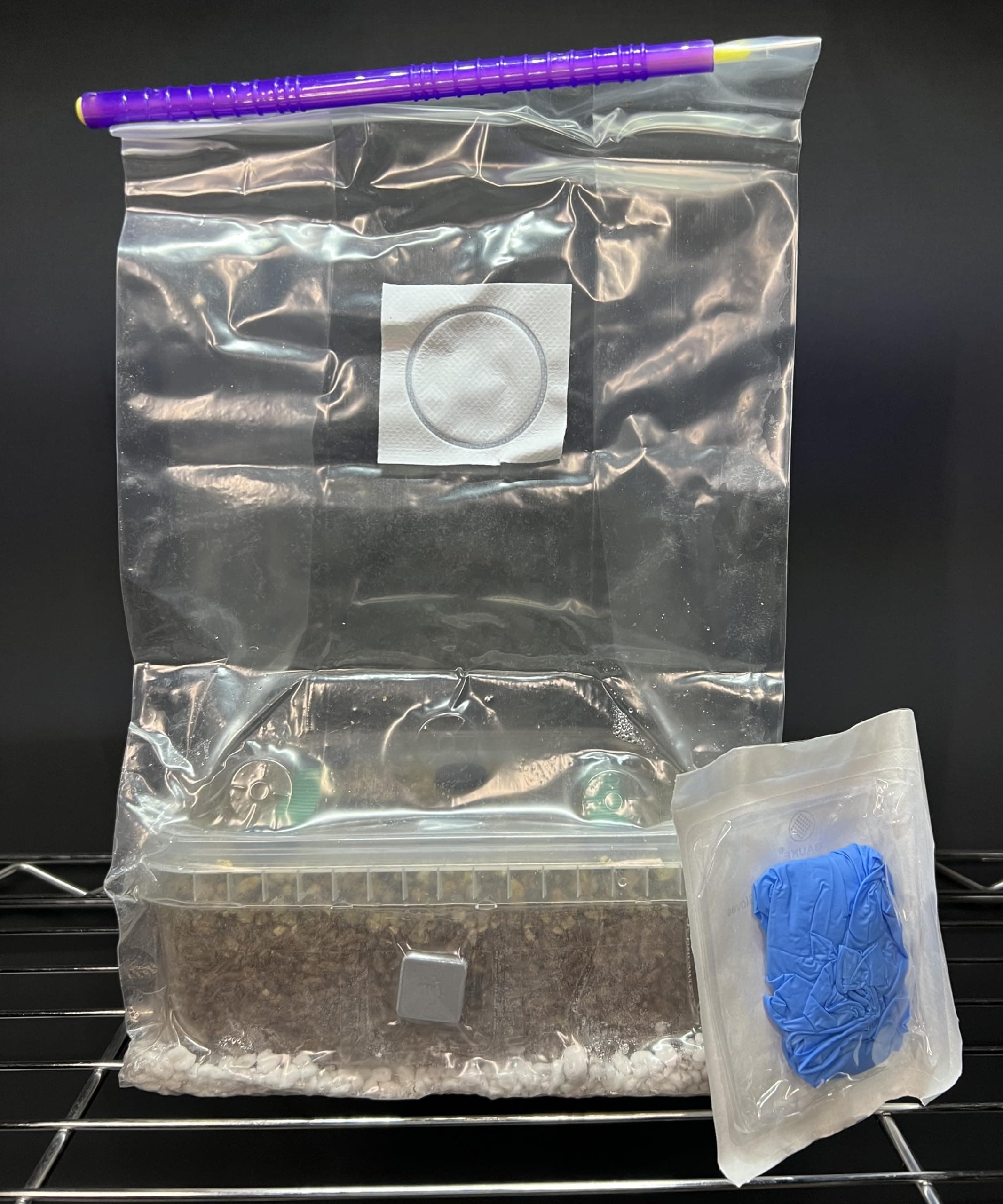 Mushroom Grow Kit, 1200ml Capacity, Simplici-kit MycoBox XL Dutch Style