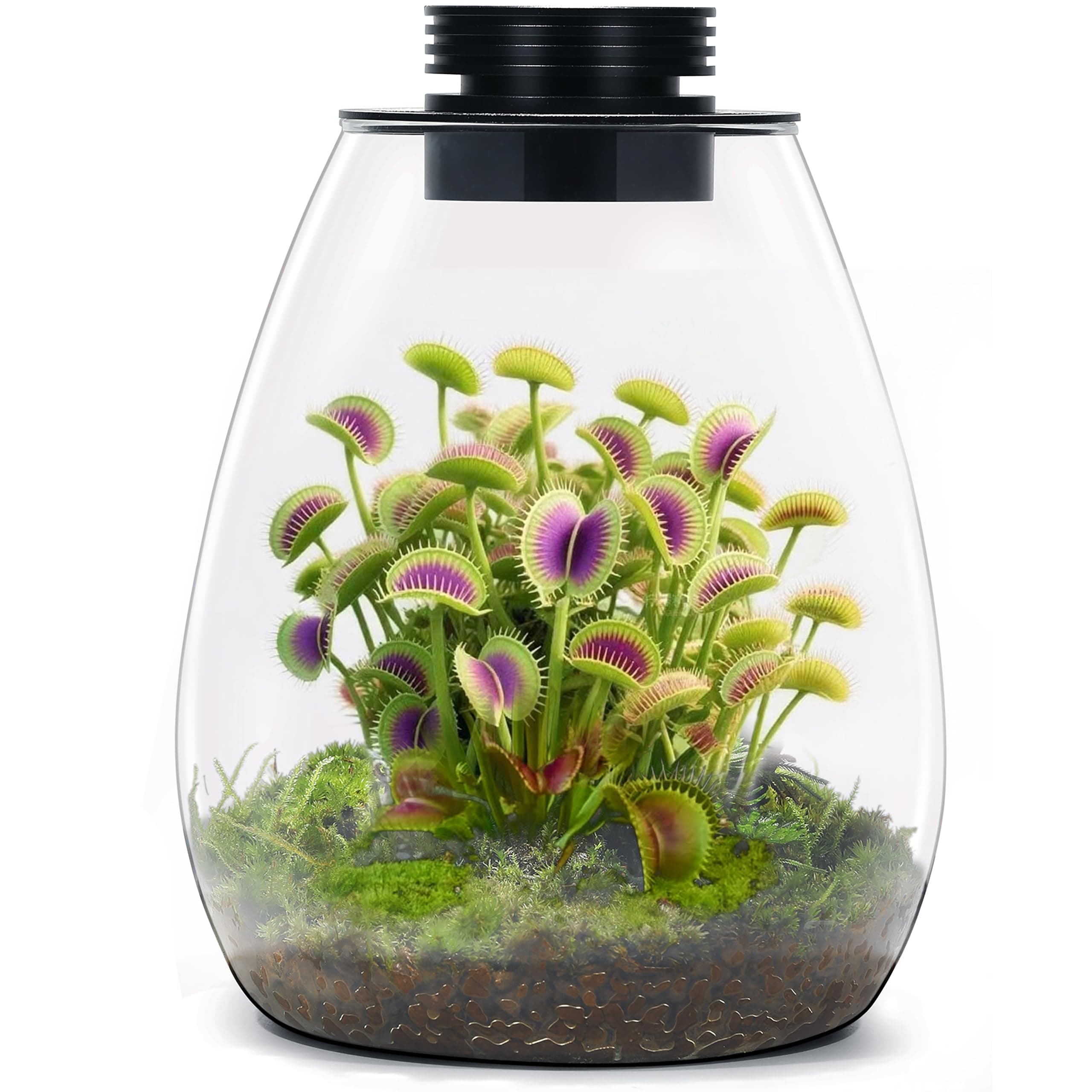 Desktop Glass Terrarium with Grow Light (H:7.8" D:6.7"), for Succulent, Moss, Miniature Gardening Landscape, Betta Fish Tank, Indoor Plant Growth, Office Home Decoration, Plant Lovers Gifts