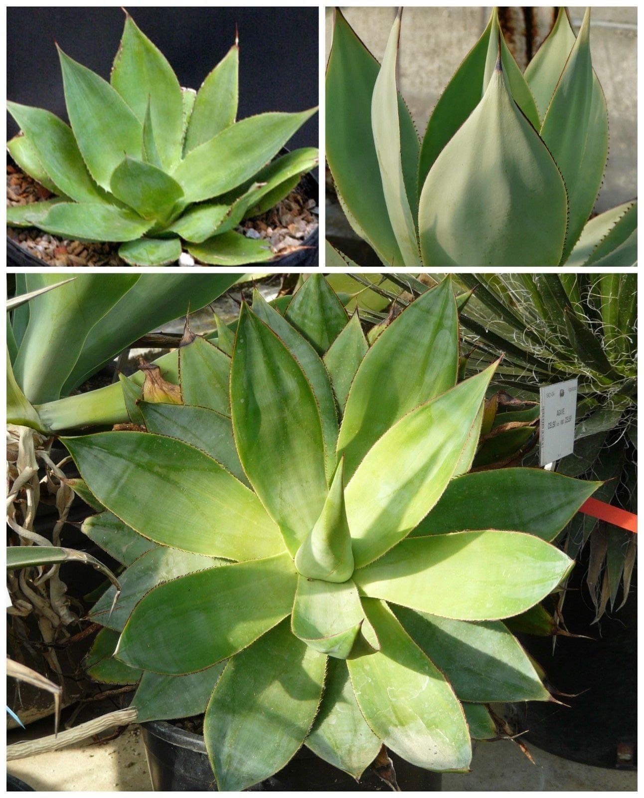 ScoutSeed 10 Seeds of Agave mitis VAR. mitis, Succulents, Cacti, Succulents Seed C