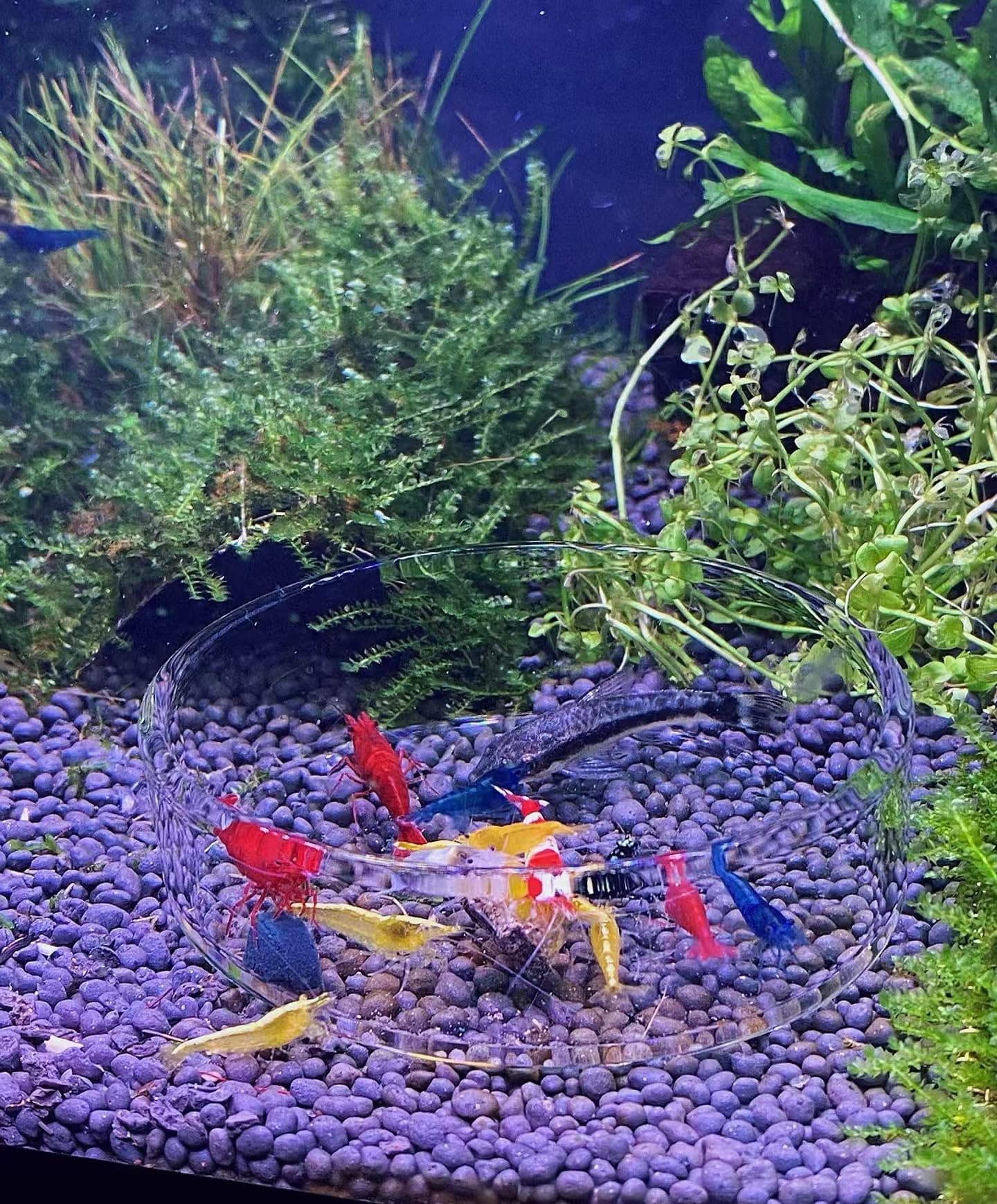 20+ Mixed Color Neocaridina Shrimp – Live Freshwater Shrimp for Aquariums with Live Arrival Guarantee