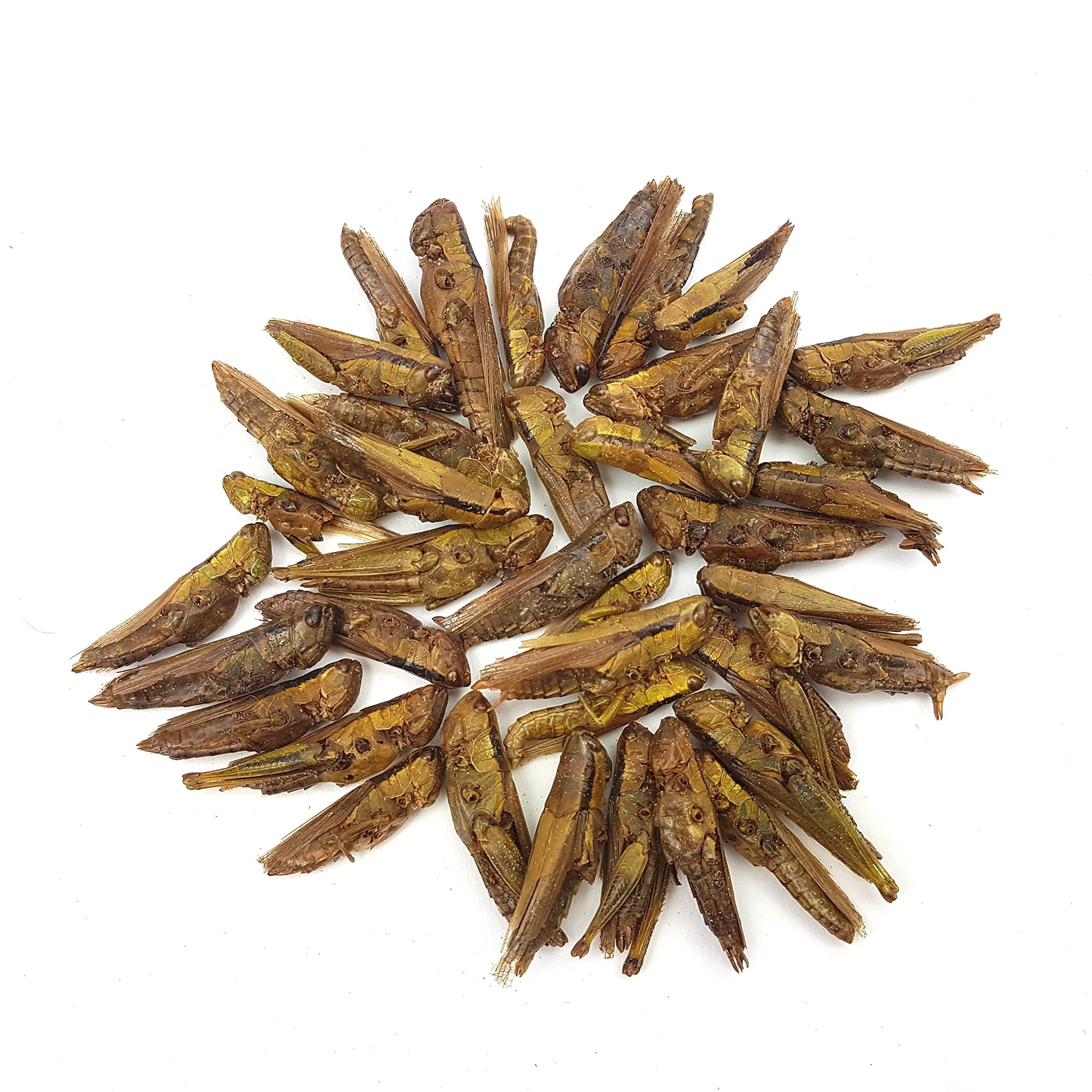 The Aqua Shack | Arowana Food Dried Natural Bugs Floating Silkworm Hoppers Crickets Anti Eye Drop (Natural Dried Grasshoppers, 50g)