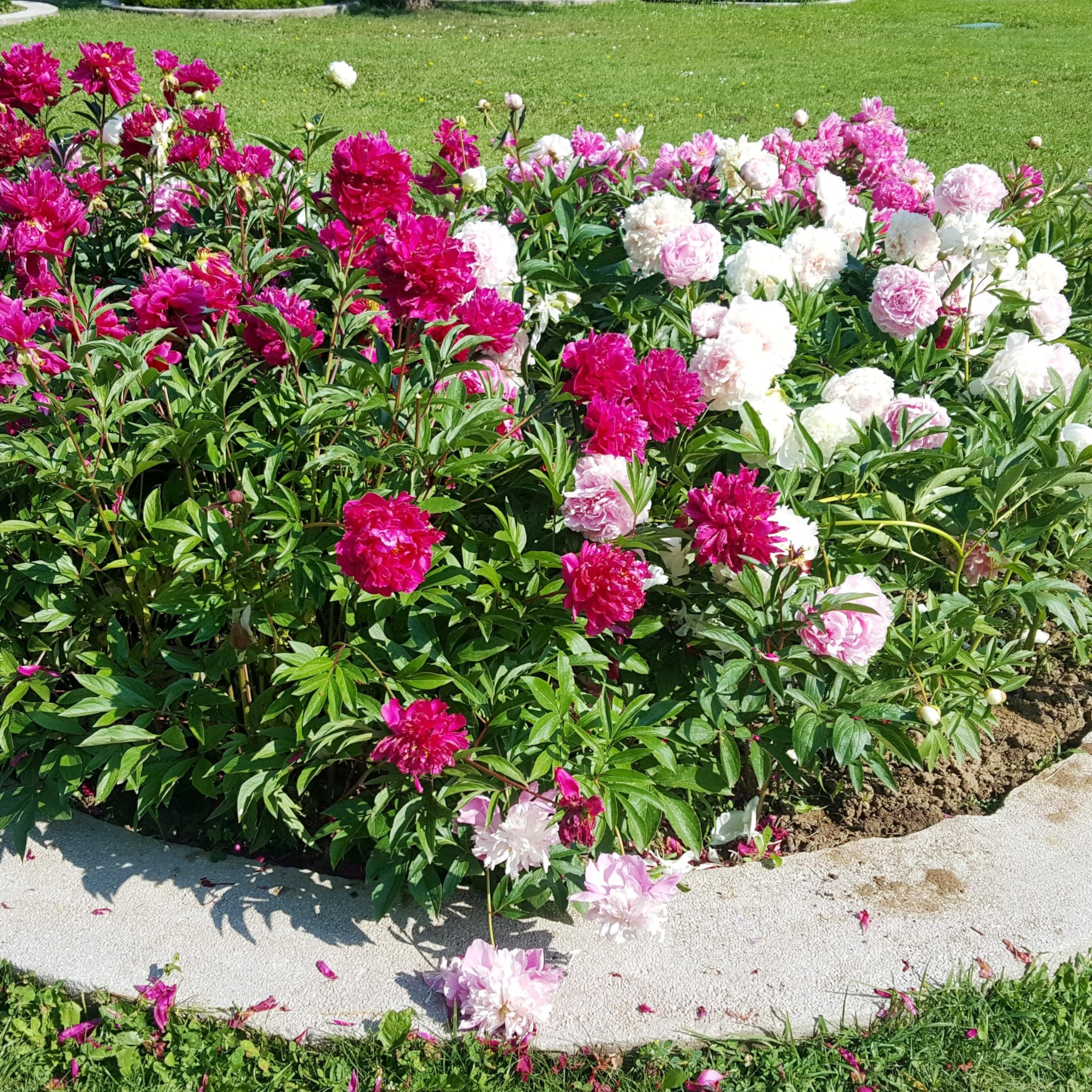 Jumbo 4 Pack Colorful Red, White & Pink Peonies Flower Bulbs Collection - Attracts Butterflies, Bees & Hummingbirds - These Double Blooms Measure Over 7 inches in Diameter - Great Gift!